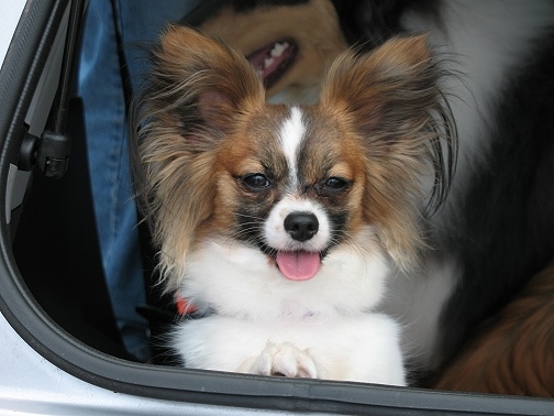 4 Fun Characteristics of the Papillon Dog Breed – American Kennel Club